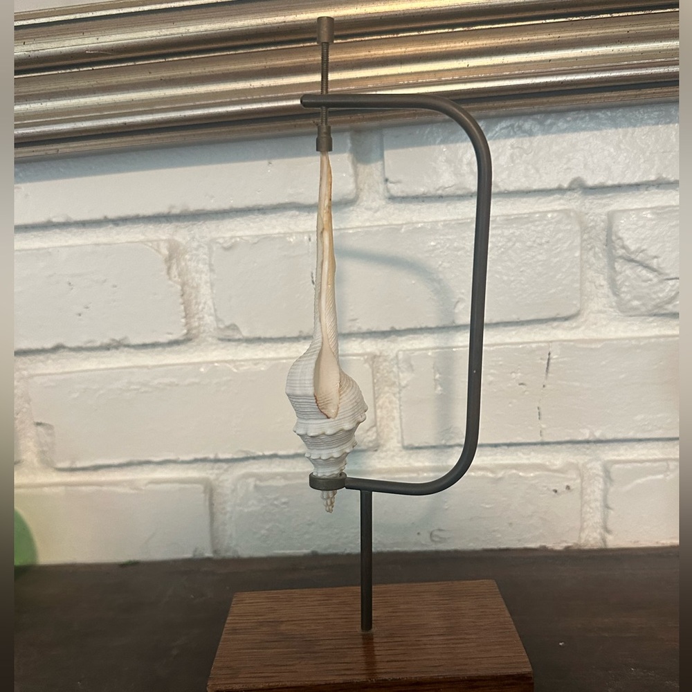 Elegant Shell Decor brass tension and wood Stand - Picture 2 of 7
